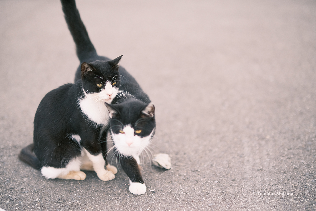 Arche 専属フォトグラファー マツタトモミ氏 田代島のねこ シリーズ 第10回目 Arche Web Journal 宮城 仙台のペット情報はアルシュ