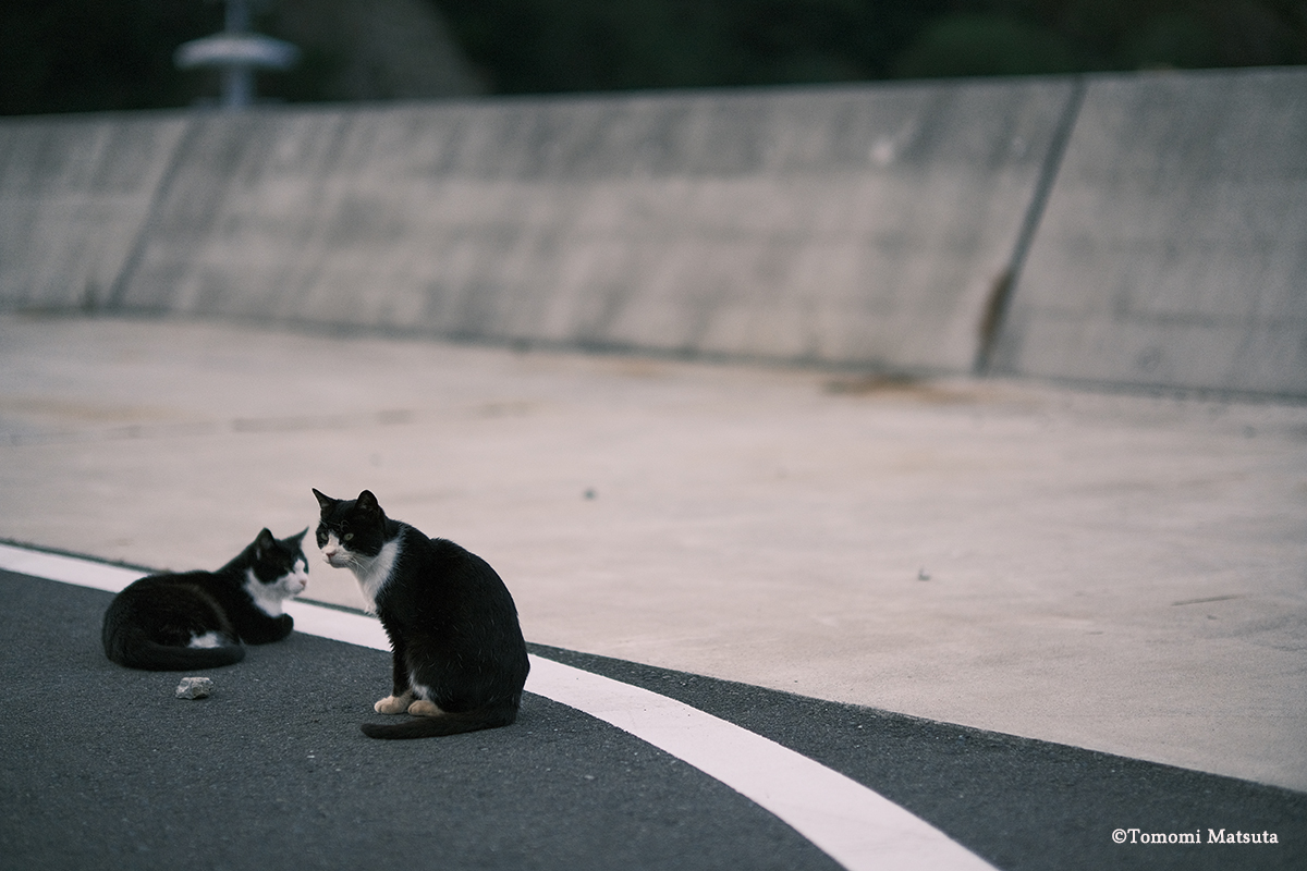 Arche 専属フォトグラファー マツタトモミ氏 田代島のねこ シリーズ 第10回目 Arche Web Journal 宮城 仙台のペット情報はアルシュ