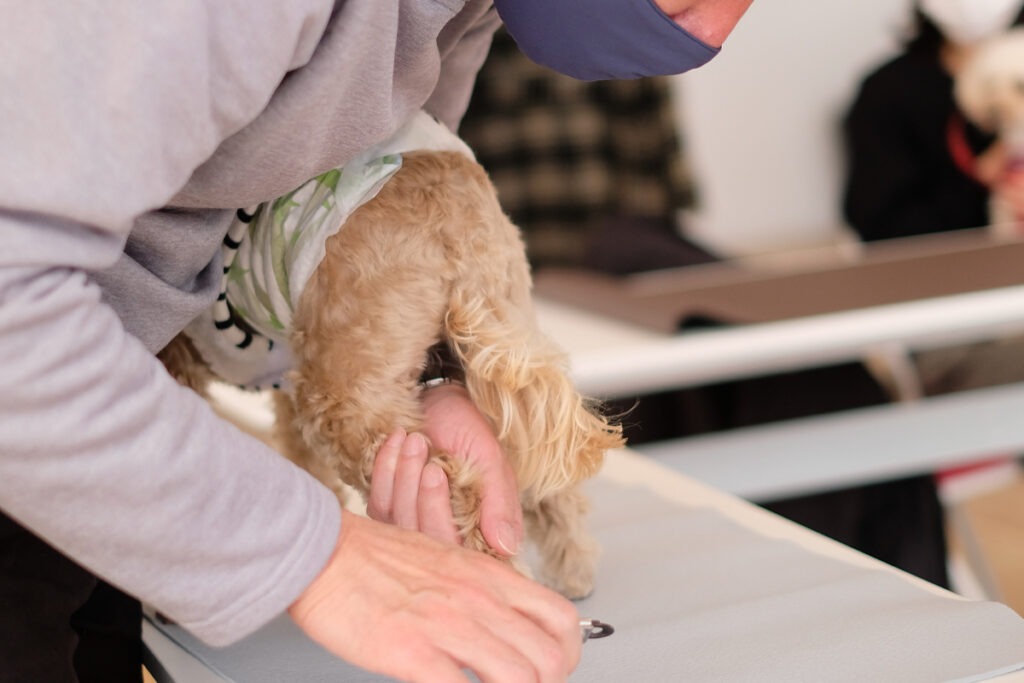 爪切り 講座に行ってきた Arche Web Journal 宮城 仙台のペット情報はアルシュ