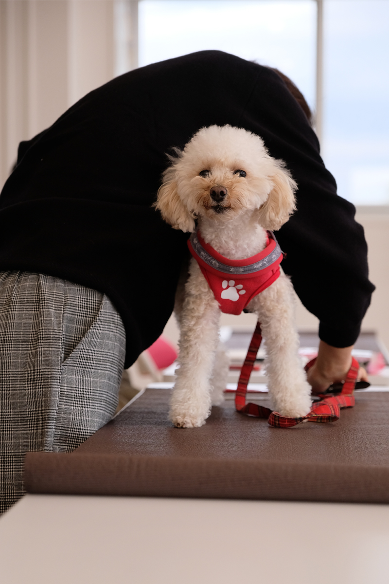 爪切り 講座に行ってきた Arche Web Journal 宮城 仙台のペット情報はアルシュ