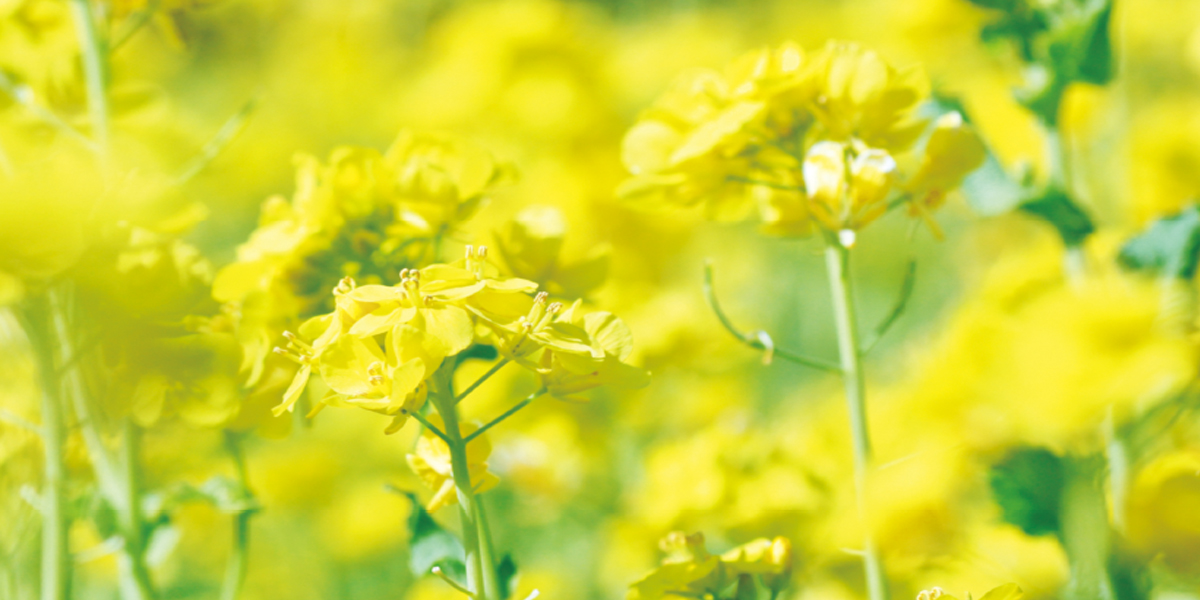 ペットとの快適空間を求めて Ecowin Hybrid Arche Web Journal 宮城 仙台のペット情報はアルシュ