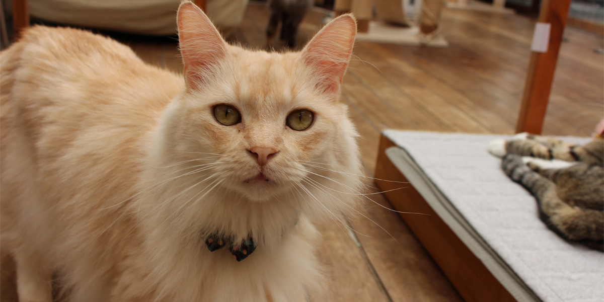 久しぶりの・・・猫カフェに行ってきた | ARCHE! Web Journal ｜ 宮城