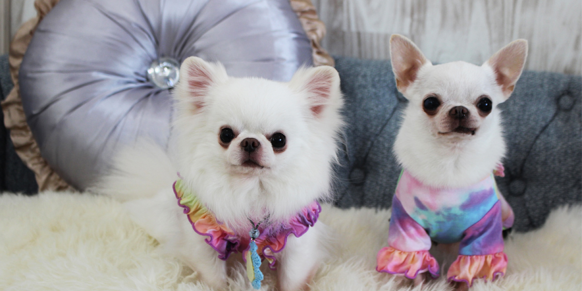 愛犬サンプル写真 ワンショットスタジオ ~ 今日お写真を撮らせていただいたのは