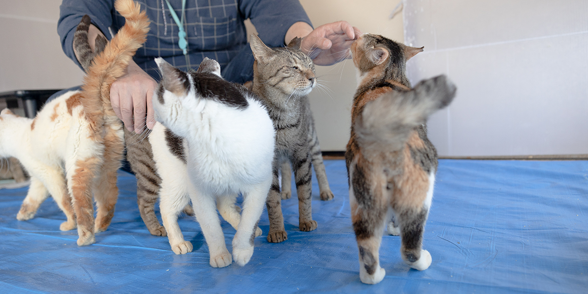 龍脈の精髄 ― クラスター「細針の聖域」保護猫活動支援 楽天市場】 使い道から探す > SAVE THE CAT HIDA PROJECT（保護猫活動