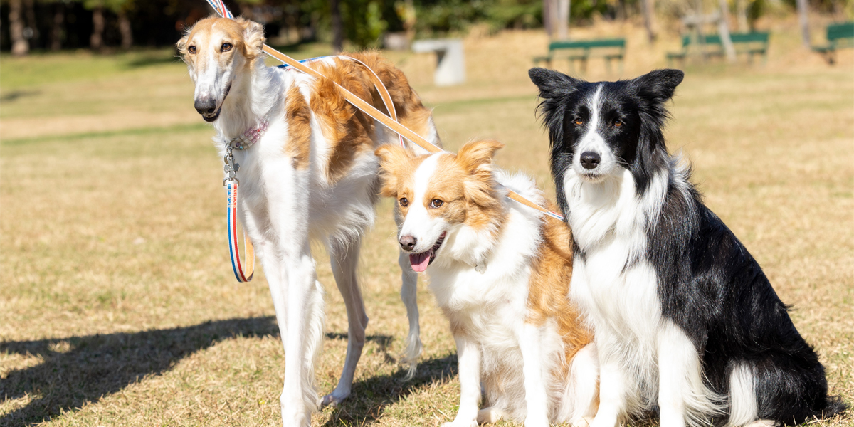 ディスクドッグ東北大会にて撮影会開催 | ARCHE! Web Journal ｜ 宮城