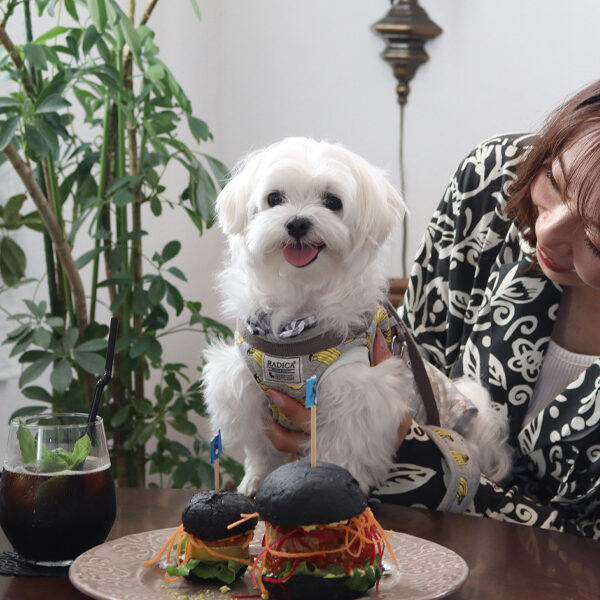 愛犬とヴィーガン料理を味わえる　com mensa