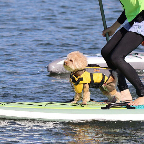 愛犬と楽しめるDOG SUPのレースが名取市閖上で開催