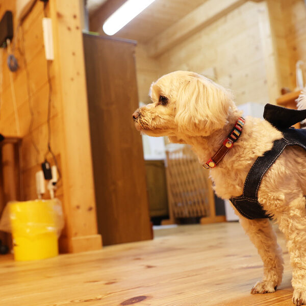 県内リゾートを愛犬とともに　たびの邸宅 aiaiai