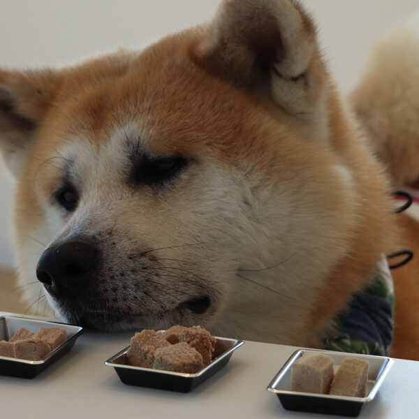 Mission!　「ぺこふる」の味を確かめよ！