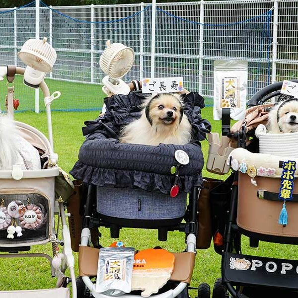 シニア犬撮影会 in ガモウパーク