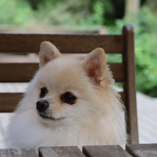 四季の移ろいを楽しめる 生石庵