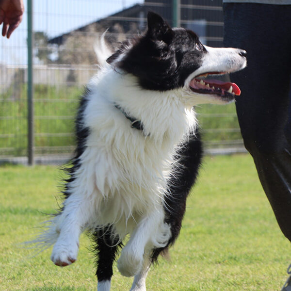 のびのび遊べるドッグラン　チャリ横 犬公園