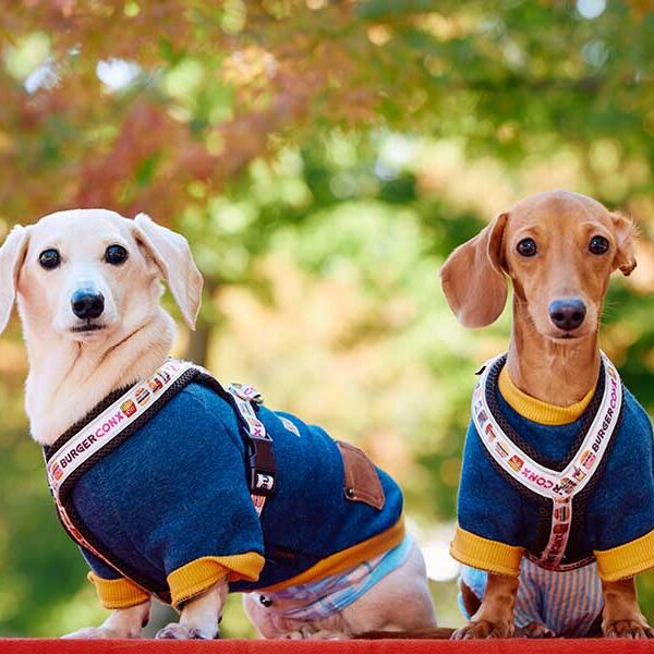 ARCHE! presents ペットフェス2025秋 in 宮城県松島離宮 撮影会のご案内