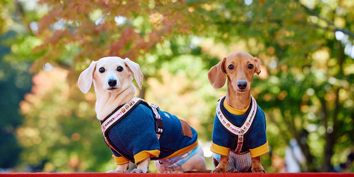 ARCHE! presents ペットフェス2025秋 in 宮城県松島離宮 撮影会のご案内