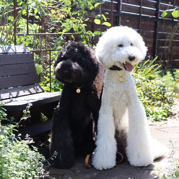 花と緑に囲まれた　ミツバチガーデンカフェ