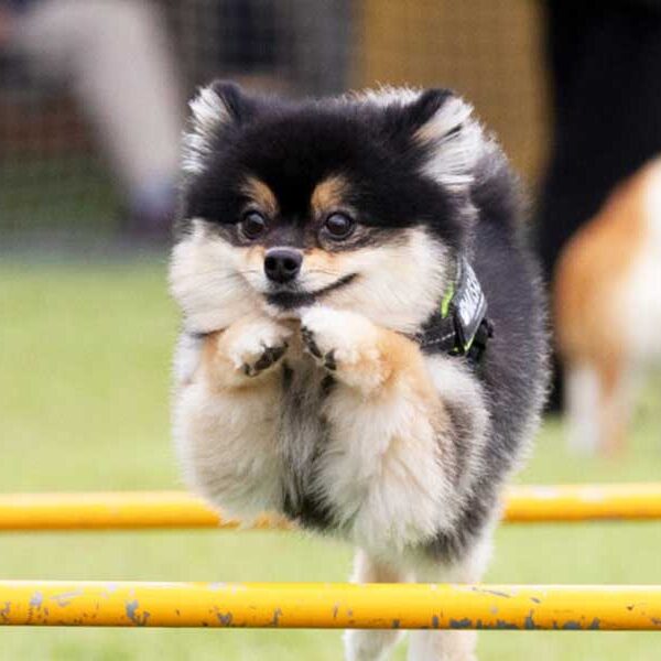 ガモリンピック競技内容