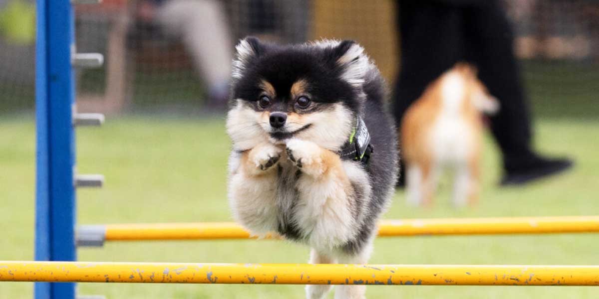 ガモリンピック競技内容