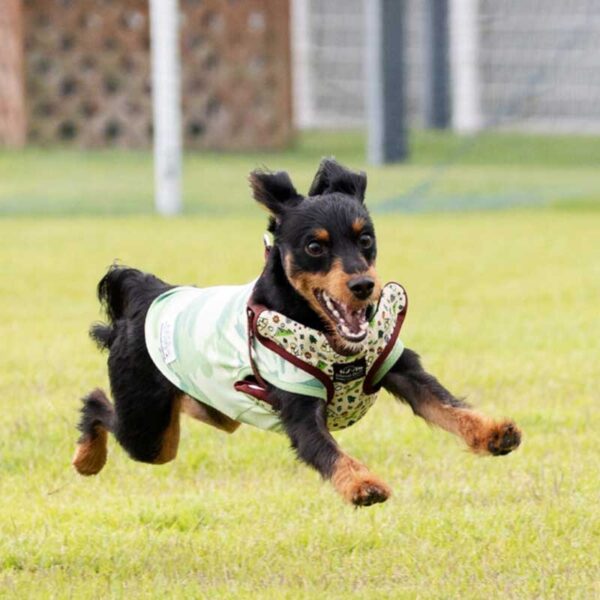 ガモリンピック競技内容