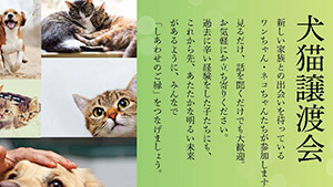 犬猫譲渡会 in 庭正庭芸研究所