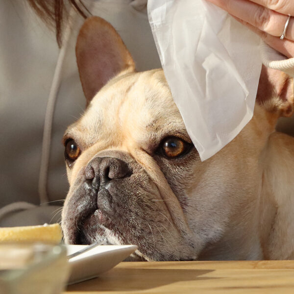 愛犬と泊まれる貸し別荘　BULL HOUSE