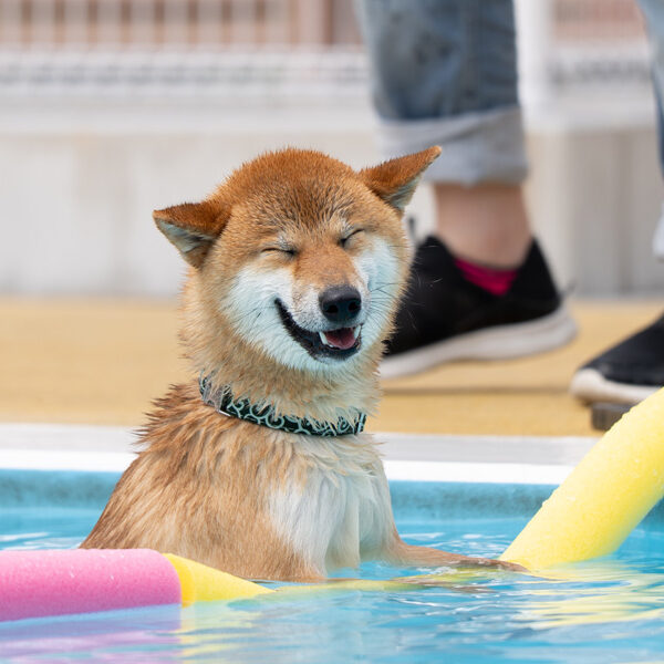 ガモリンピック2026　競技内容発表！