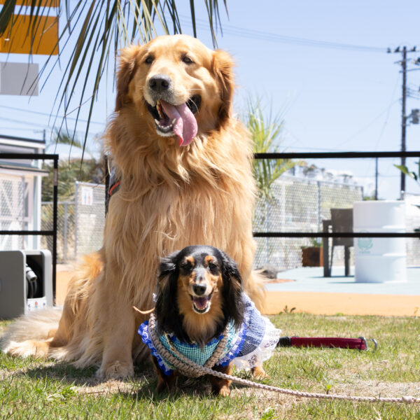 愛犬と一緒に南国気分　TAIYO sunny village